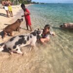 Private GroupTour Pigs/Turtles/Snorkeling/Lunch/Pickup/Dropoff - What Makes This Tour Stand Out