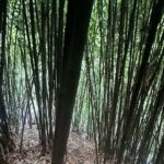 Private Guided Adventure in Nadi with Pick-up - Authentic Cultural Encounters and Food