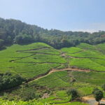 Private Half Day Anakulam Jeep Safari from Munnar - What Makes This Tour Special?