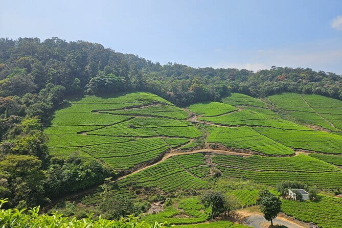 Private Half Day Anakulam Jeep Safari from Munnar - What Makes This Tour Special?