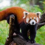 Private half day tour to Chengdu Panda Breeding Center - The Sum Up