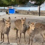 Private Hiroshima and Miyajima Tour with Licensed Guide - What Travelers Say About This Tour