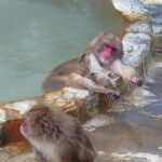 Private Hokkaido Guided 5 Day Tour with Transportation - Who Will Love This Tour?