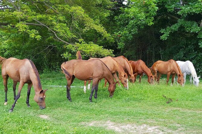 Private Horseback Riding, Swimming and Dunn's River Falls Tour - Practical Details That Matter