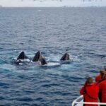 Private: Humpback Whale Encounter in Samaná Bay - An In-Depth Look at the Samaná Whale Tour