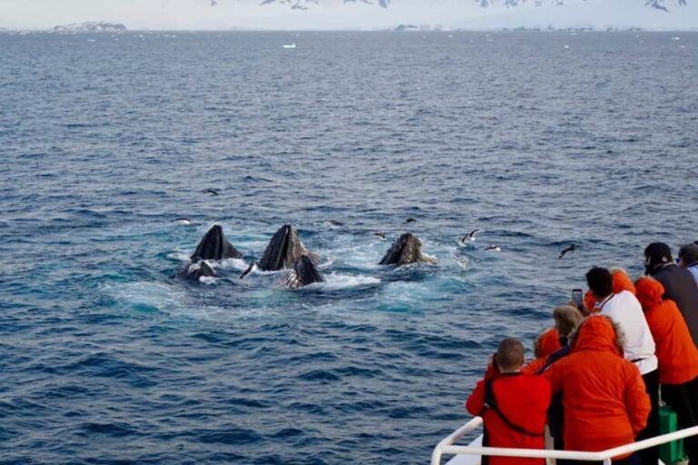 Private: Humpback Whale Encounter in Samaná Bay - An In-Depth Look at the Samaná Whale Tour