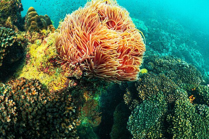 Private Island Tour by Canoe and Cable Car - What Reviewers Say