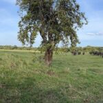 Private Jeep Safari at Minneriya National Parks - Detailed Breakdown of the Itinerary