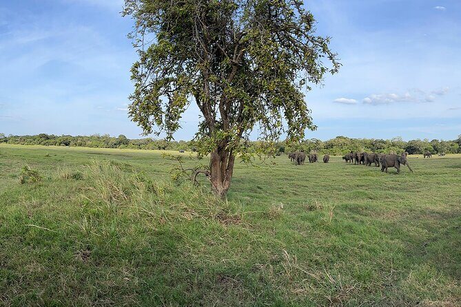 Private Jeep Safari at Minneriya National Parks - Detailed Breakdown of the Itinerary
