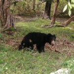 Private Jeep Safaris Tour in Yala National Park - In-Depth Look at the Safari Experience