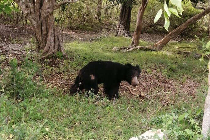 Private Jeep Safaris Tour in Yala National Park - In-Depth Look at the Safari Experience