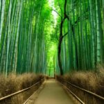 Private Kyoto Sightseeing Tour (Green Number Plates) - Itinerary Breakdown: What to Expect