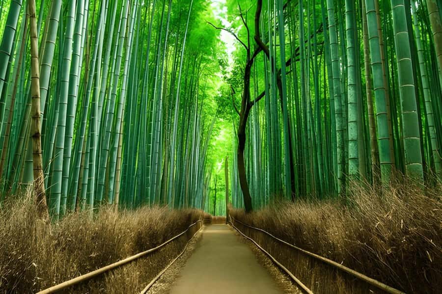 Private Kyoto Sightseeing Tour (Green Number Plates) - A Deep Dive into Kyotos Most Iconic Sights