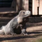 Private: Lago Enriquillo Boat & Wildlife Discovery Tour - Discovering Lake Enriquillo: What the Tour Entails