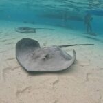 Private Lagoon Exploration and Snorkeling in Moorea - Why This Tour Is Worth Considering