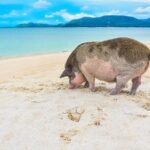 Private Longtail Boat Tour to Koh Madsum and Koh Tan - The Itinerary in Detail