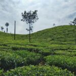 Private Luxury Escape: 2 Day Tea Gardens & Scenic Landscapes - Considerations Before Booking