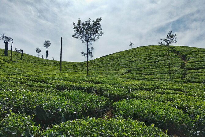 Private Luxury Escape: 2 Day Tea Gardens & Scenic Landscapes - Considerations Before Booking