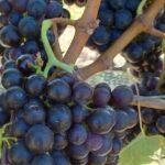 Private Martinborough Wine Tour for Wine Enthusiasts - What Makes This Tour Stand Out?