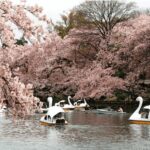 Private Must-see Sakura Journey in Tokyo City - Who This Tour Is Perfect For