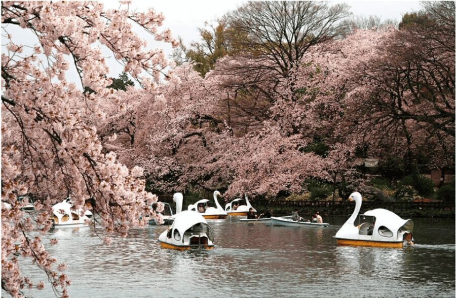 Private Must-see Sakura Journey in Tokyo City - Who This Tour Is Perfect For