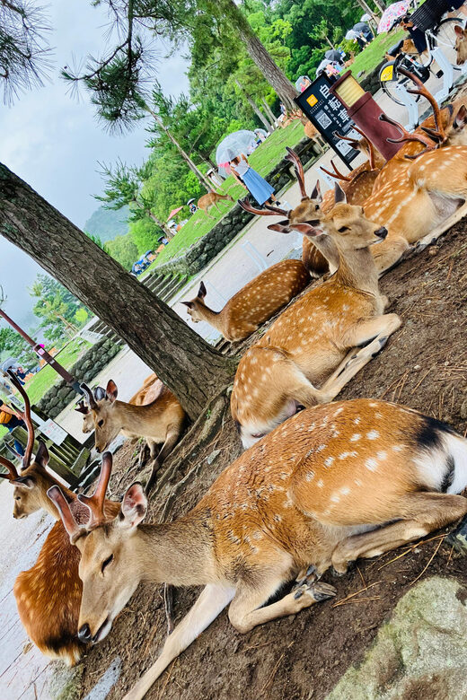 Private Nara Tour from Osaka  Meet at Your Hotel - Practical Tips for Making the Most of Your Nara Day Trip