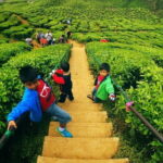 Private Nature Trip to Cameron Highlands from Kuala Lumpur - An In-Depth Look at the Itinerary