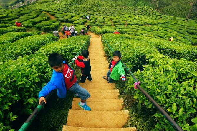 Private Nature Trip to Cameron Highlands from Kuala Lumpur - An In-Depth Look at the Itinerary