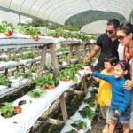 Private Nature Trip to Cameron Highlands from Kuala Lumpur - Additional Stops and Unique Experiences