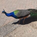 Private Phillip Island Day Tour - Authentic Travel Experiences: Insights from Reviews