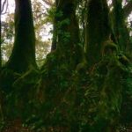 Private Rainforest & Wildlife Tour - Build Your Own Experience - Comfort, Convenience, and Value