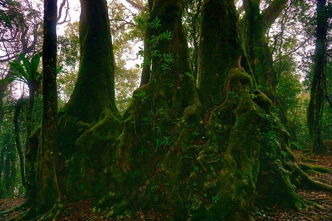 Private Rainforest & Wildlife Tour - Build Your Own Experience - Comfort, Convenience, and Value