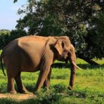 Private Safari at Yala National Park - Who Should Book This Tour?