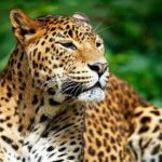 Private Safari at Yala National Park - Why This Tour Offers Good Value