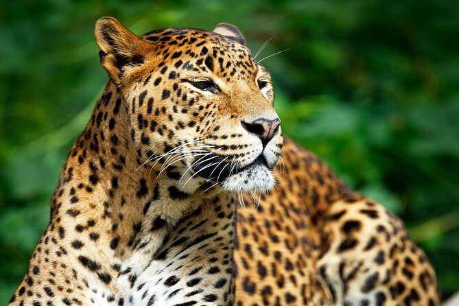 Private Safari at Yala National Park - Why This Tour Offers Good Value