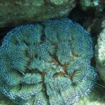 Private Scuba Diving Experience at Marine Park Included Lunch - Frequently Asked Questions