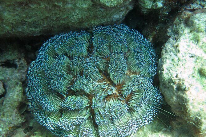 Private Scuba Diving Experience at Marine Park Included Lunch - Frequently Asked Questions