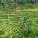 Private Shore Excursion: Highlights of Bali - Who Will Love This Tour?
