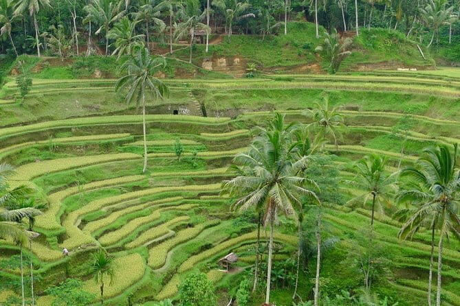 Private Shore Excursion: Highlights of Bali - Who Will Love This Tour?