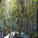 Private Small Group Tour in Blue Mountains - The Itinerary in Detail