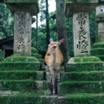 Private Small Tour in Hakone Kanagawa - Final Thoughts: Who Will Love This Tour?