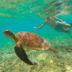 Private Snorkeling in 3 GiIi Islands - Who Should Consider This Tour?