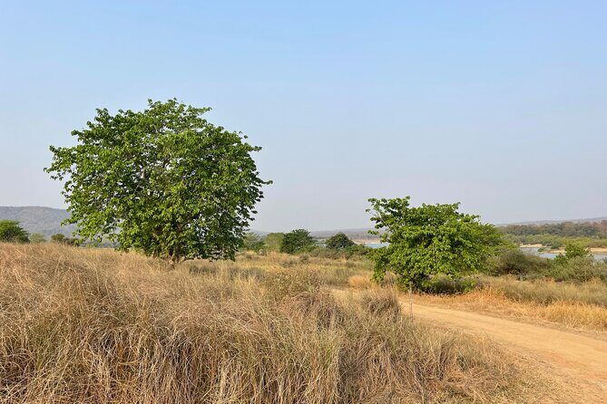 Private tiger watching in Panna National Park of Khajuraho - Detailed Itinerary Breakdown