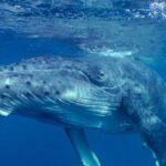 Private Tour 4h Whale watching quiet area peninsula Tahiti - Who Should Book This Tour?
