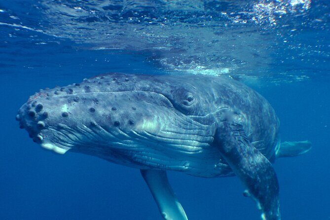 Private Tour 4h Whale watching quiet area peninsula Tahiti - Who Should Book This Tour?