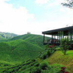 Private Tour : Cameron Highland Day Trip from Kuala Lumpur - A Deep Dive into the Cameron Highlands Day Trip