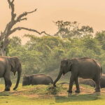 Private Tour from Ella to Hiriketiya with Yala Safari - What’s Included and What to Know
