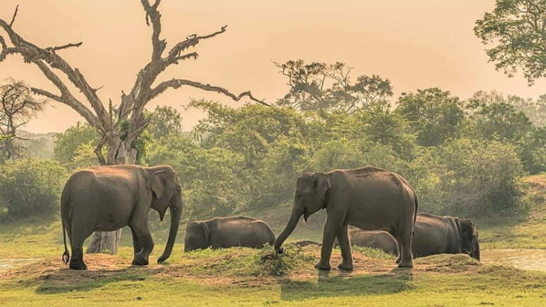 Private Tour from Ella to Hiriketiya with Yala Safari - What’s Included and What to Know