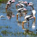 Private Tour from Ella to Mirissa with Udawalawe Safari - Practical Tips for Travelers