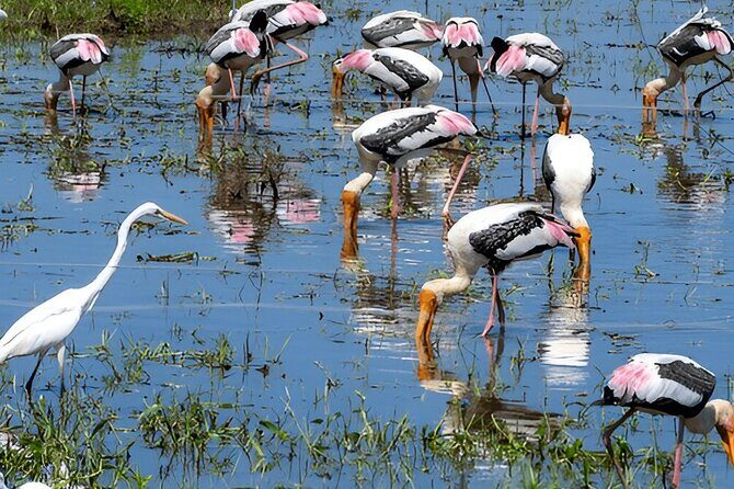 Private Tour from Ella to Mirissa with Udawalawe Safari - What’s Included and What You Should Budget for